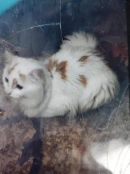 Lost Male Cat last seen Clara Street , Louisville, KY 40215