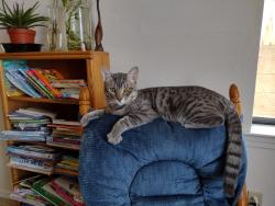 Lost Male Cat last seen Offgrid / n/a, Las Maravillas, NM 87031