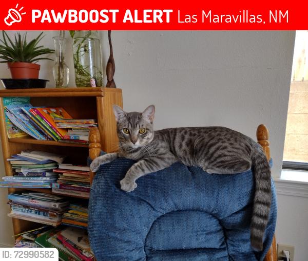 Lost Male Cat last seen Offgrid / n/a, Las Maravillas, NM 87031