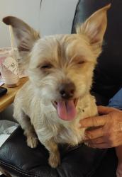 Found/Stray Male Dog last seen Hwy 410 & Suntop Blvd Enumclaw WA area (King County), Enumclaw, WA 98022