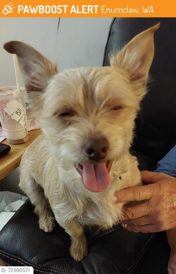 Found/Stray Male Dog last seen Hwy 410 & Suntop Blvd Enumclaw WA area (King County), Enumclaw, WA 98022