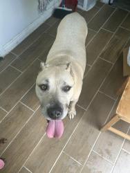 Found/Stray Female Dog last seen Lovett Elementary, Houston, TX 77096