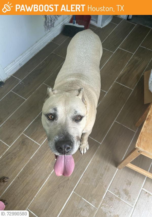 Found/Stray Female Dog last seen Lovett Elementary, Houston, TX 77096