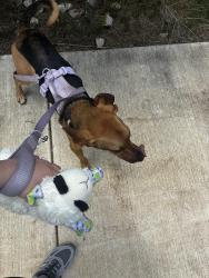 Reunited Female Dog last seen Autumn Park pool and trail, San Antonio, TX 78249