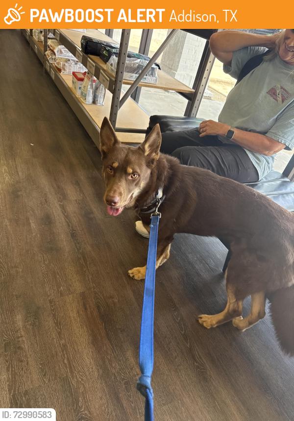 Found/Stray Male Dog last seen Near Quorum Dr, Addison, TX 75001