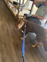 Found/Stray Male Dog last seen Near Quorum Dr, Addison, TX 75001