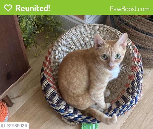 Reunited Female Cat last seen 15th Ave N and 25th Street, St. Petersburg, FL 33713