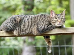 Reunited Male Cat last seen Carderock Court/Carderock Drive, Bethesda, MD 20817