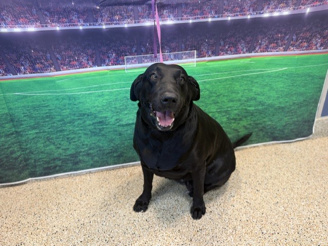 Shelter Stray Female Dog last seen Near BLOCK NW 36 ST, 3599 NW 79th Ave, Doral, FL 33122, USA