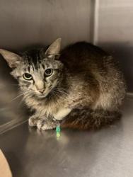 Shelter Stray Male Cat last seen Near BLOCK TERRACE AVE, PERRIS, CA, 6851 Van Buren Boulevard, Jurupa Valley, CA 92509, USA