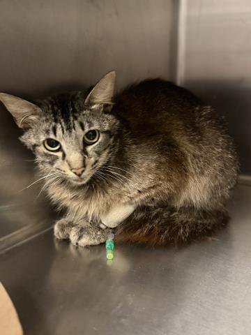 Shelter Stray Male Cat last seen Near BLOCK TERRACE AVE, PERRIS, CA, 6851 Van Buren Boulevard, Jurupa Valley, CA 92509, USA