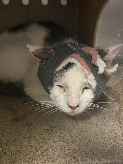 Shelter Stray Male Cat last seen Near BLOCK LIME ST, RIVERSIDE CA 92501, 6851 Van Buren Boulevard, Jurupa Valley, CA 92509, USA