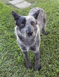 Shelter Stray Male Dog last seen Near BLOCK CREST AVE, RIVERSIDE, CA 92503, 6851 Van Buren Boulevard, Jurupa Valley, CA 92509, USA