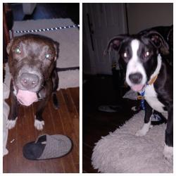 Found/Stray Unknown Dog last seen St Anthony Parish Church , Kansas City, MO 64127