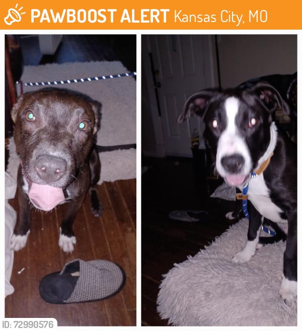 Found/Stray Unknown Dog last seen St Anthony Parish Church , Kansas City, MO 64127