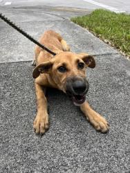 Shelter Stray Female Dog last seen Near BLOCK NW 18TH AVE, 3599 NW 79th Ave, Doral, FL 33122, USA