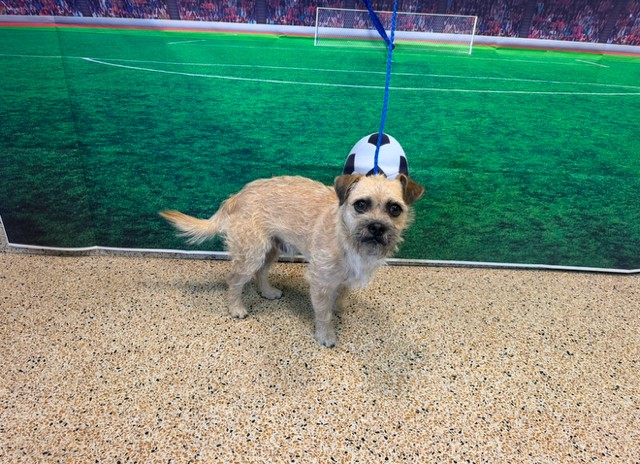 Shelter Stray Male Dog last seen Near BLOCK NW 36 ST, 3599 NW 79th Ave, Doral, FL 33122, USA