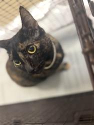 Shelter Stray Female Cat last seen Near BLOCK NW 79 AVE, 3599 NW 79th Ave, Doral, FL 33122, USA