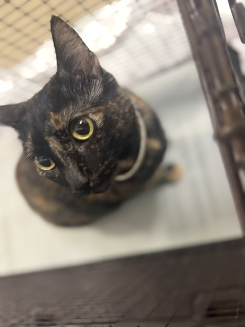 Shelter Stray Female Cat last seen Near BLOCK NW 79 AVE, 3599 NW 79th Ave, Doral, FL 33122, USA