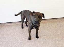 Shelter Stray Male Dog last seen MORGANFORD, 1705 S Hanley Rd, Brentwood, MO 63144, USA