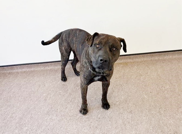 Shelter Stray Male Dog last seen MORGANFORD, 1705 S Hanley Rd, Brentwood, MO 63144, USA
