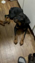 Lost Female Dog last seen Near S R L Thornton Fwy Frontage Rd Dallas, TX  75203 United States, Dallas, TX 75204