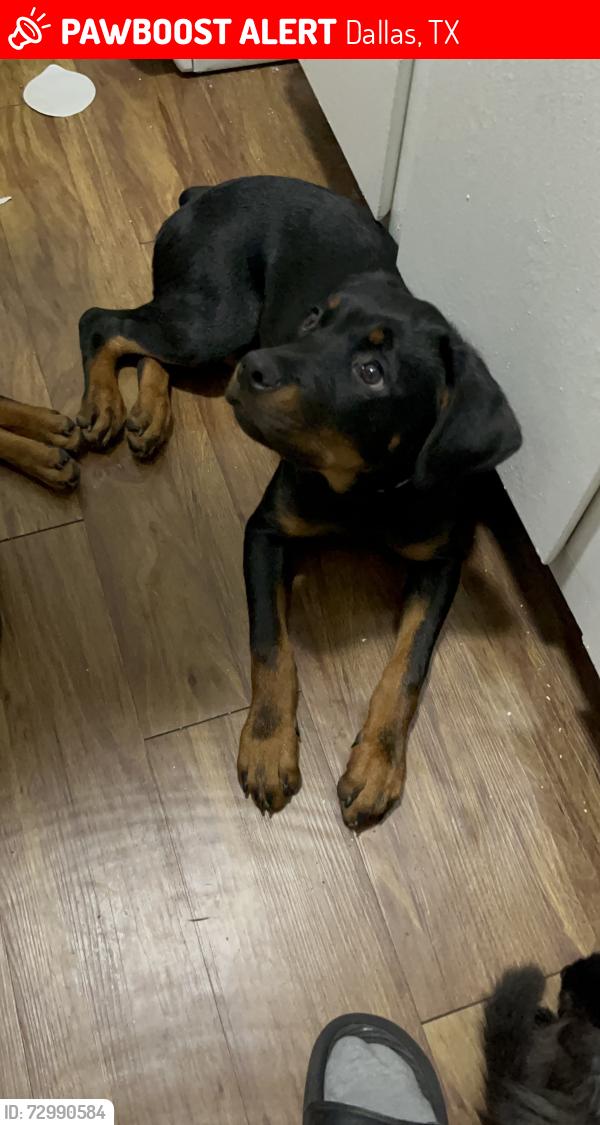 Lost Female Dog last seen Near S R L Thornton Fwy Frontage Rd Dallas, TX  75203 United States, Dallas, TX 75204