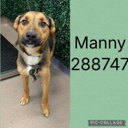 Shelter Stray Male Dog last seen CYPRESS DR, 4214 Fulton Mill Rd, Macon, GA 31216, USA