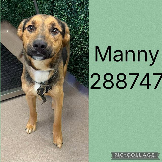 Shelter Stray Male Dog last seen CYPRESS DR, 4214 Fulton Mill Rd, Macon, GA 31216, USA