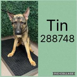Shelter Stray Male Dog last seen CYPRESS DR, 4214 Fulton Mill Rd, Macon, GA 31216, USA