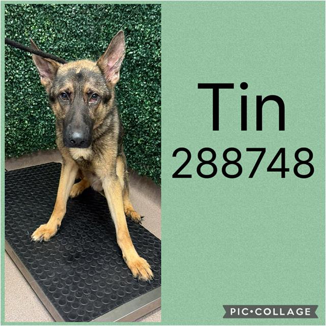 Shelter Stray Male Dog last seen CYPRESS DR, 4214 Fulton Mill Rd, Macon, GA 31216, USA