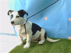 Shelter Stray Female Dog last seen , 216 W Victoria St, Gardena, CA 90248, USA