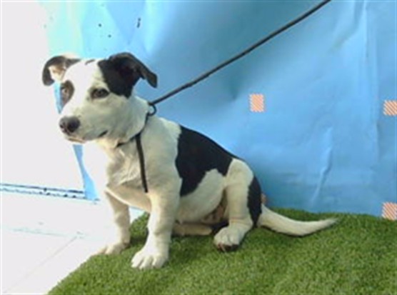 Shelter Stray Female Dog last seen , 216 W Victoria St, Gardena, CA 90248, USA