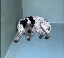 Shelter Stray Unknown Dog last seen BARRANCA/VALLEY OAK, 6443 Oak Canyon, Irvine, CA 92618, USA