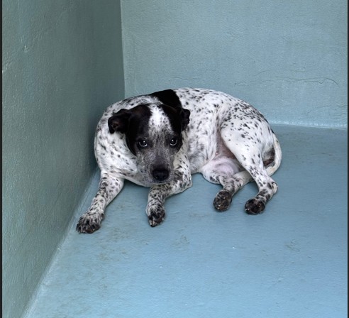Shelter Stray Unknown Dog last seen BARRANCA/VALLEY OAK, 6443 Oak Canyon, Irvine, CA 92618, USA