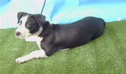 Shelter Stray Female Dog last seen , 216 W Victoria St, Gardena, CA 90248, USA