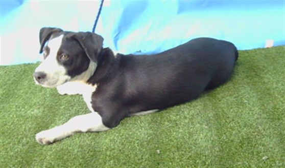 Shelter Stray Female Dog last seen , 216 W Victoria St, Gardena, CA 90248, USA