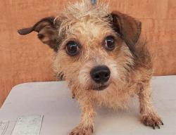 Shelter Stray Female Dog last seen , 14409 Vanowen St, Van Nuys, CA 91405, USA