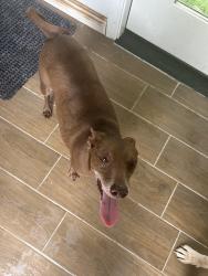 Found/Stray Male Dog last seen Lovett elementary, Houston, TX 77096