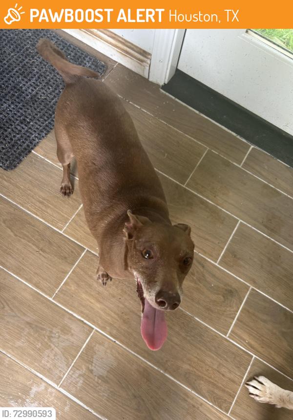 Found/Stray Male Dog last seen Lovett elementary, Houston, TX 77096