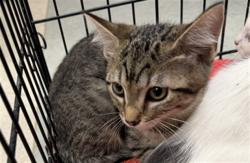 Shelter Stray Female Cat last seen , 14409 Vanowen St, Van Nuys, CA 91405, USA