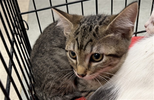 Shelter Stray Female Cat last seen , 14409 Vanowen St, Van Nuys, CA 91405, USA