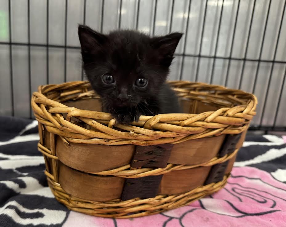 Shelter Stray Male Cat last seen , 14409 Vanowen St, Van Nuys, CA 91405, USA