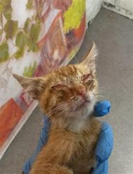 Shelter Stray Unknown Cat last seen INLAND CENTER DR X S H ST, 333 Chandler Pl, San Bernardino, CA 92408, USA