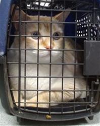 Shelter Stray Unknown Cat last seen Near BLOCK COBLE ST. OKC, 2811 SE 29th St, Oklahoma City, OK 73129, USA