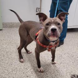 Shelter Stray Female Dog last seen Near BLOCK CHEYENNE ST, DETROIT, MI 48227, 7401 Chrysler Dr, Detroit, MI 48211, USA
