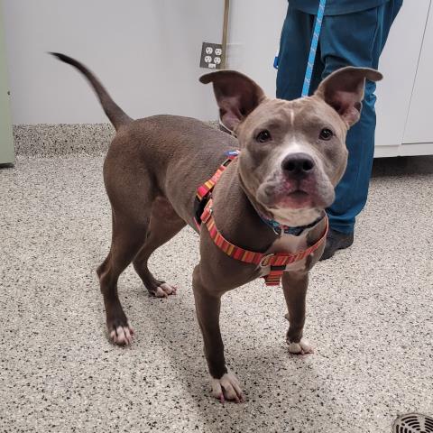 Shelter Stray Female Dog last seen Near BLOCK CHEYENNE ST, DETROIT, MI 48227, 7401 Chrysler Dr, Detroit, MI 48211, USA
