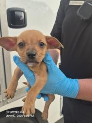Shelter Stray Male Dog last seen Near BLOCK, 4710 TX-151, San Antonio, TX 78227, USA