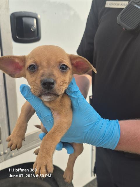 Shelter Stray Male Dog last seen Near BLOCK, 4710 TX-151, San Antonio, TX 78227, USA