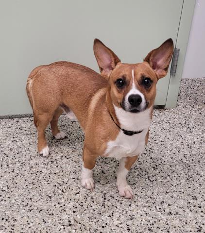 Shelter Stray Male Dog last seen Near BLOCK PENROD ST, DETROIT, MI 48223, 7401 Chrysler Dr, Detroit, MI 48211, USA